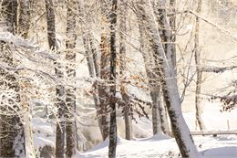 Le sentier du renard - Sentier de raquette_Morzine - JB Bieuville