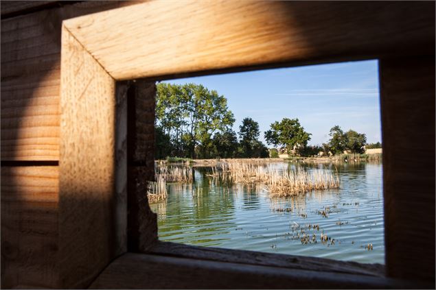 Observer les oiseaux en Dombes - Dombes Tourisme