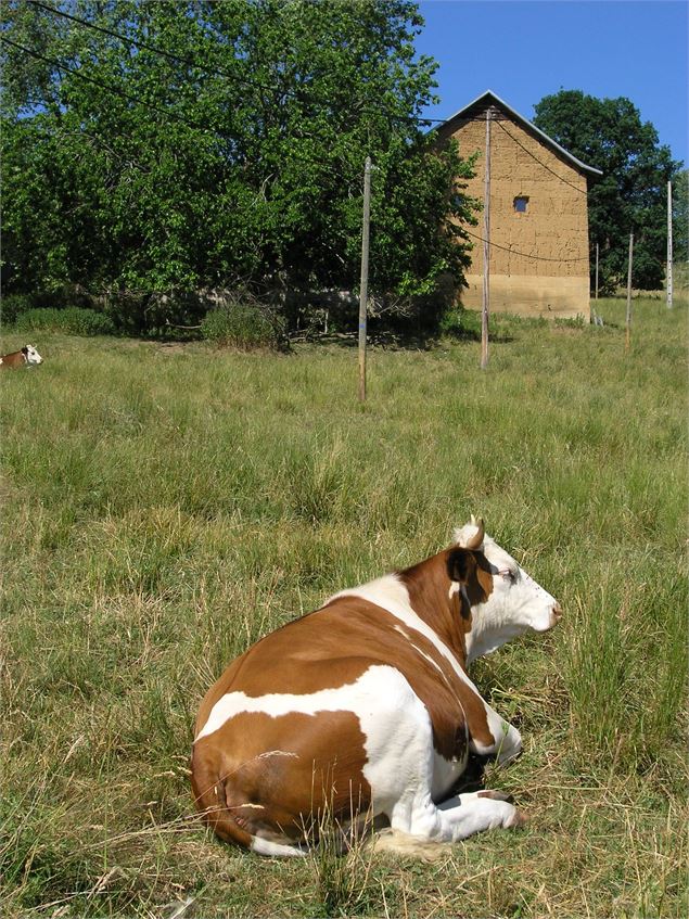 Vache et pisé - Office de tourisme Pays du lac d'Aiguebelette