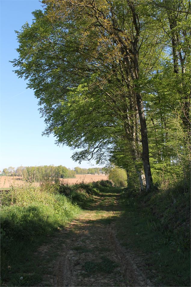 Circuit n°6 - En passant près du grand chêne