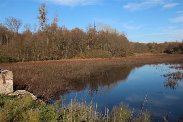 Etang et marais des Paccauds, ENS de l'Ain