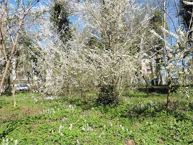 Bois des prunelliers