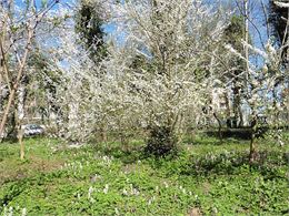 Bois des prunelliers