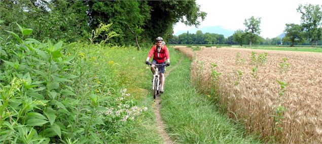 Circuit VTT de Lagneux - n°11 - Base VTT du Pays du Lac d'Aiguebelette