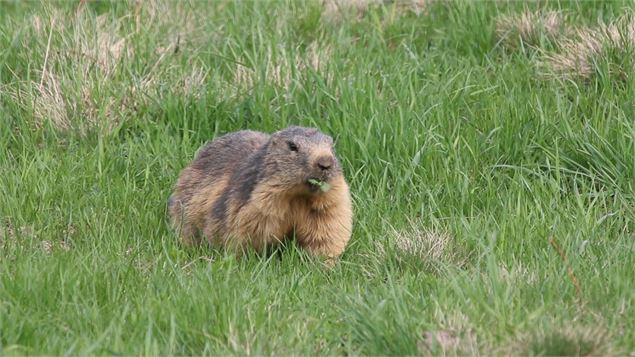 Colonie de marmottes - N. Pinto