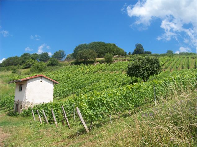 Vignoble à Jujurieux - AL. MANZONI