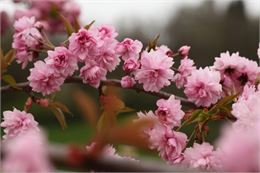 Collection nationale de cerisiers à fleurs d'asie - Fier et usses