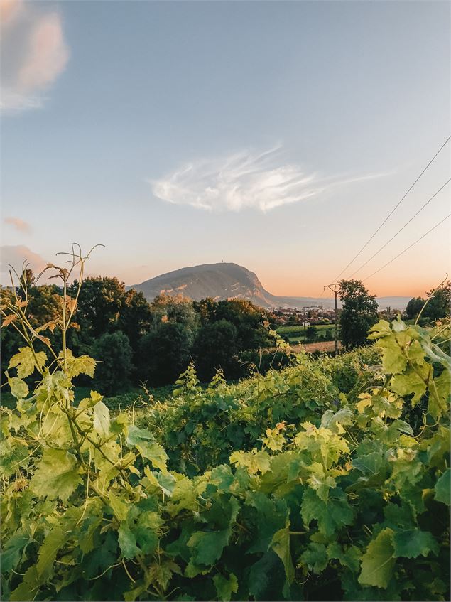 Point de Vue Vignes de Carra_Ville-la-Grand - Brice_Souvansanouk