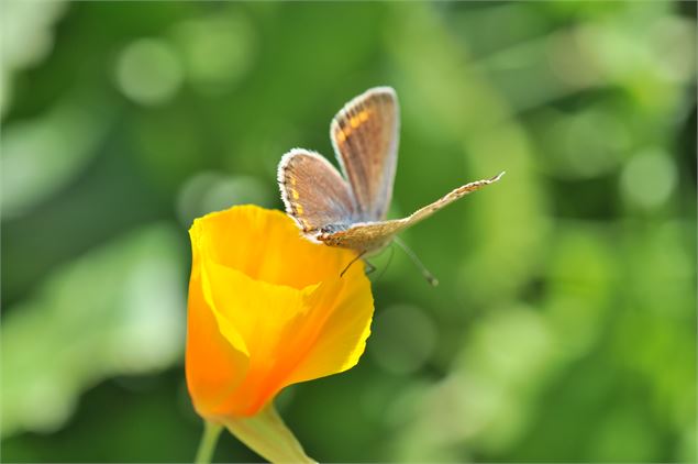 Papillons les Karellis - Argus brun - Thibaut Wikrzak