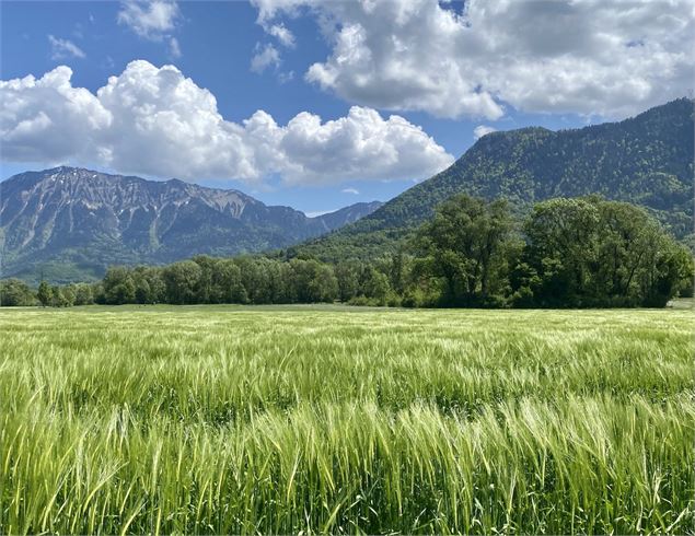 Champ de Blé Giez - Manon OTSLA