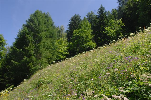 Nature Fleurs