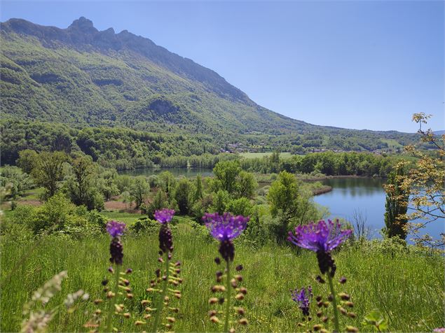 Fleurs de mai, lacs et Dent du Chat - Nadine Chevelard