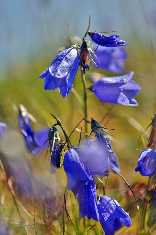 Flore Val d'Arly - JP Noisillier