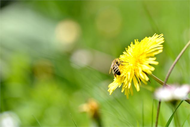 Sentier des abeilles