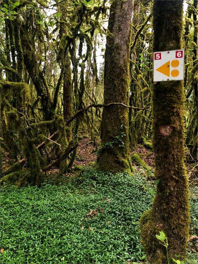 Chemin menant au lac de Chailloux - © Maxime Ballet