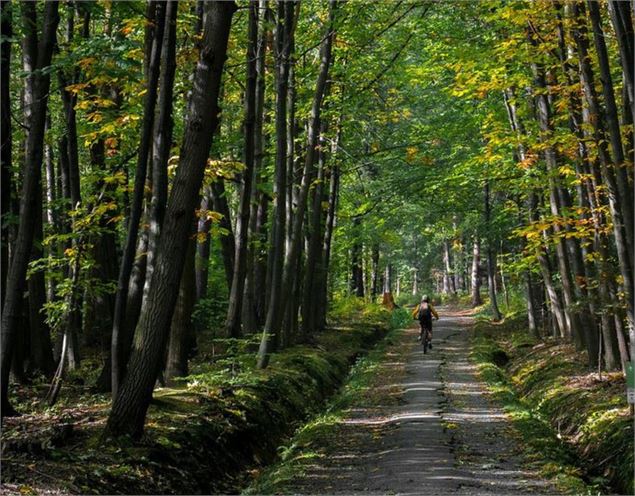 Vélo tout terrain sur un chemin dans la forêt sombre - Annecy mountains