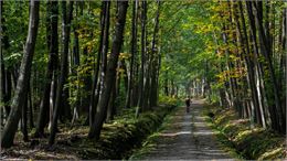 vtt en forêt