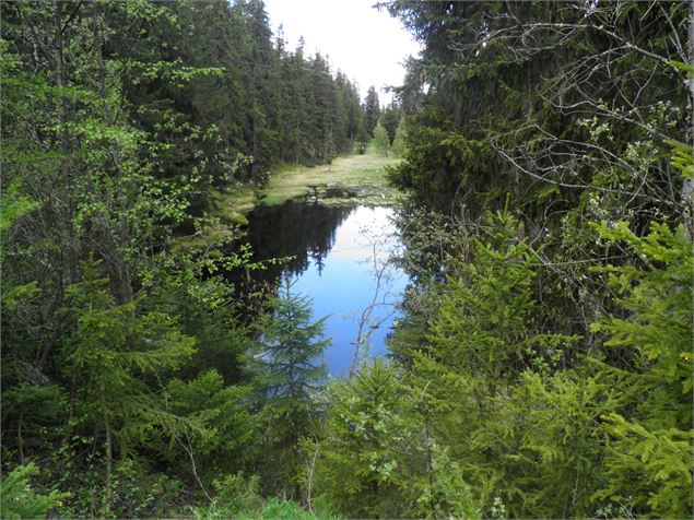 Tourbière du Lac Noir - OTGP