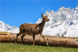 parc animalier merlet - faon - OT Vallée de Chamonix - Salomé ABRIAL