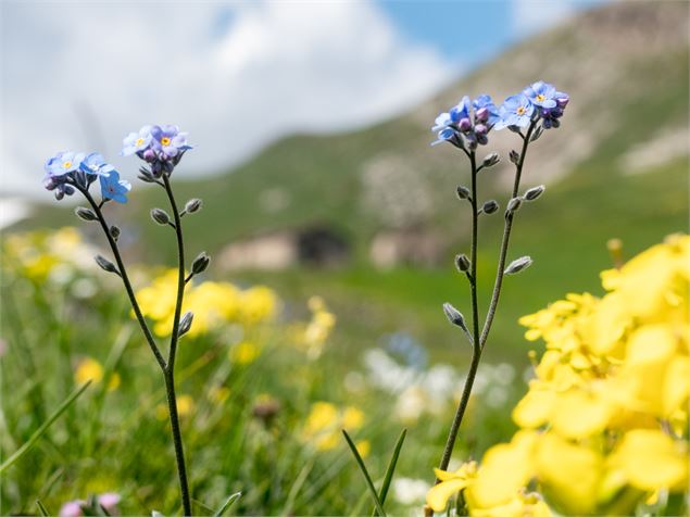 fleurs de montagne - CCHMV APN