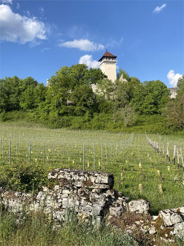 Circuit de randonnée pédestre : Le tour de Groslée_Groslée-Saint-Benoit - M.Ballet - OT Bugey Sud Gr
