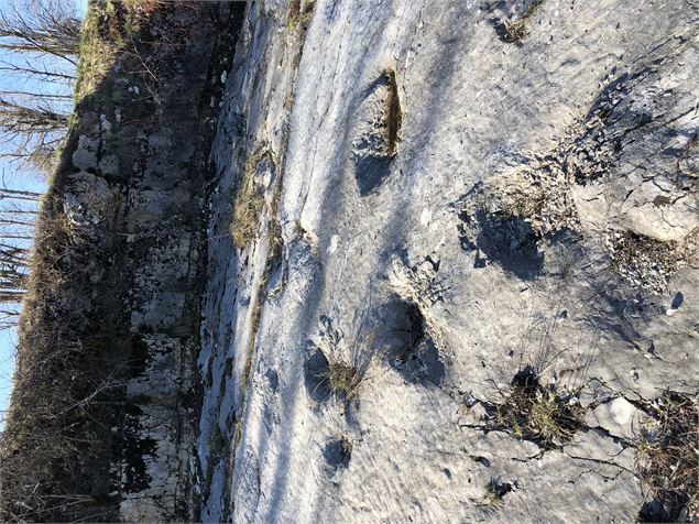 Traces de dinosaures au Petit-Abergement (Haut-Valromey) - ©Maxime Ballet