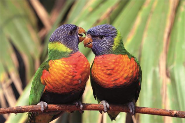 Couple de loriquets - Yves Thonnerieux