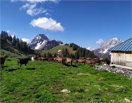 troupeau de chèvres alpage vue montagne - Bernard Marchand