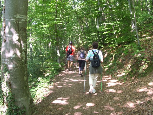 Marche dans le bois de ville