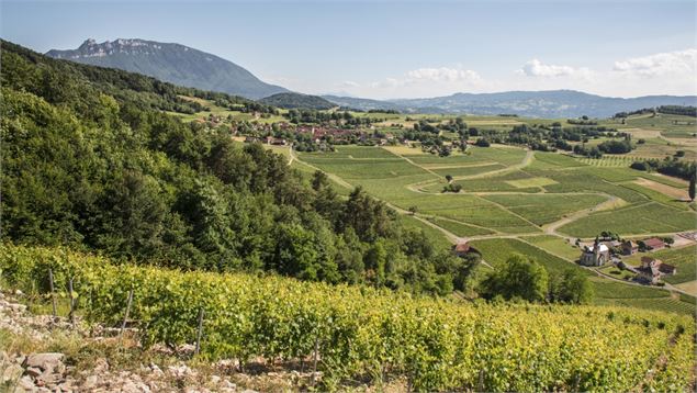 Vignoble de Jongieux par Henri de Caevel - Henri de Caevel