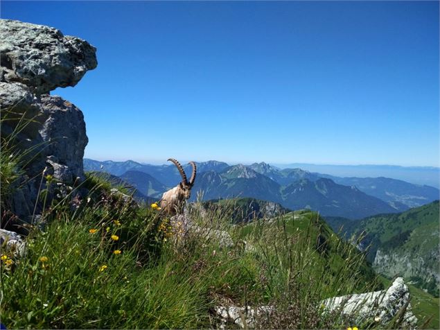 La Pointe de Bénévent - altituderando.com