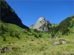 Le Mont Brion Abondance