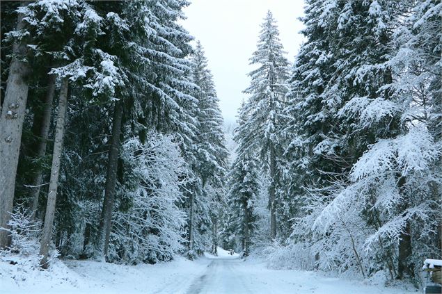 Foret de sapins blancs - marjory lorenzi