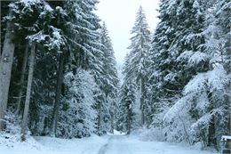 Foret de sapins blancs - marjory lorenzi