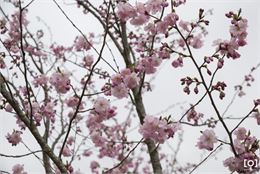 Prunus serrulata ‘Matsumae Beni Yutaka’ - Uberti