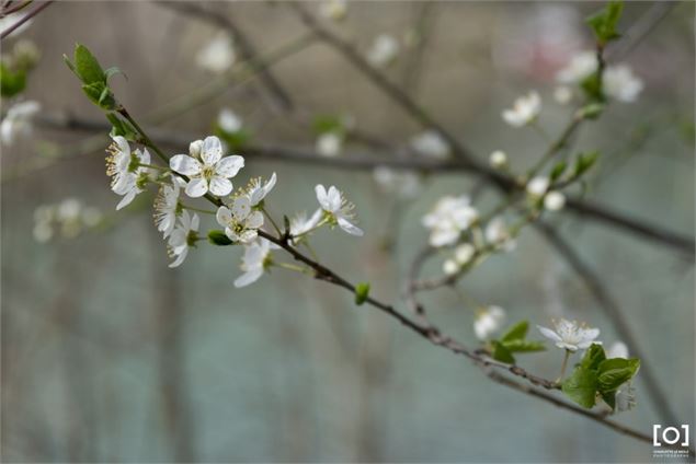 Prunus x 