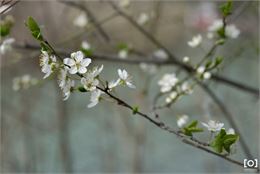 Prunus x "Catherine" - LE MESLE Charlotte