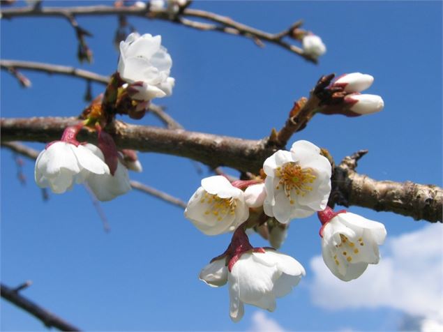 Prunus x yedoensis 