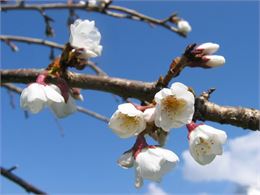 Prunus x yedoensis "Shidare Yoshino" - SADRIN Franck