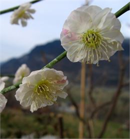 Prunus mume "Alba plena" - SADRIN Franck