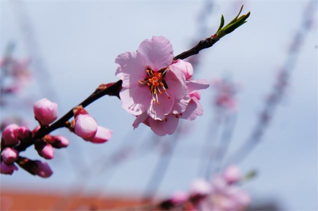 Prunus amygdalopersica ‘Angélique’ - GRATIA Manon©