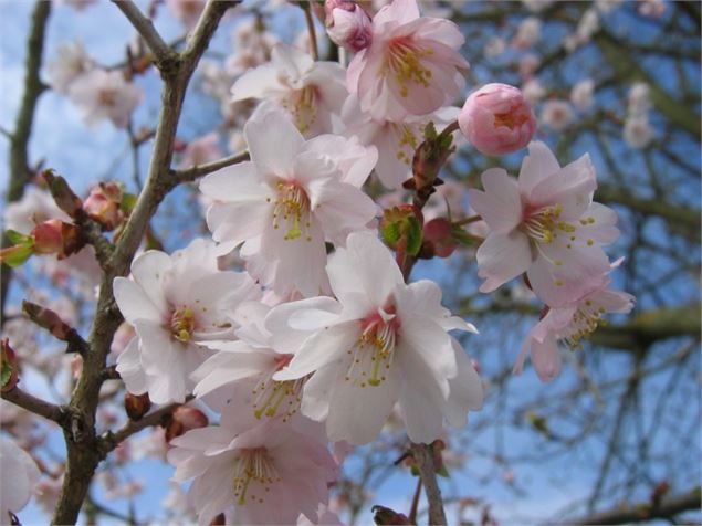 Prunus incisa 