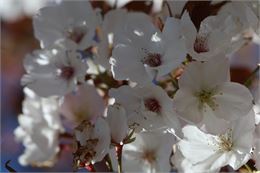 Prunus serrulata "Matsumae fûki" - Uberti