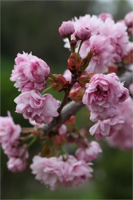 Prunus serrulata "Kiku Shidare Zakura" - Uberti