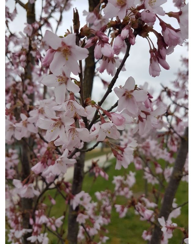 Prunus subhirtella var. rosea - GRATIA Manon