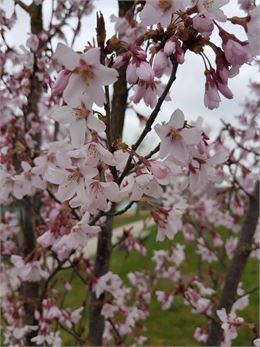 Prunus subhirtella var. rosea - GRATIA Manon