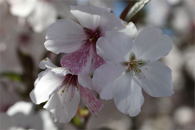 Prunus x ‘The Bride’ - Uberti©