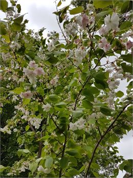 Prunus serrulata "Shôgetsu" - GRATIA Manon