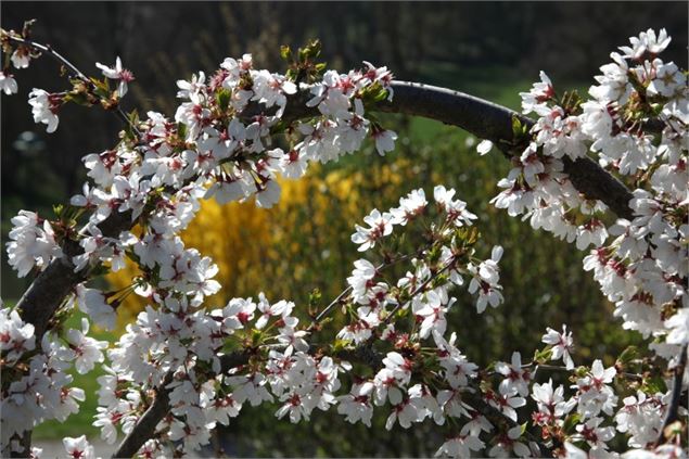 Prunus x subhirtella 