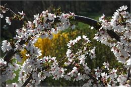 Prunus x subhirtella "Snow Showers" - Uberti